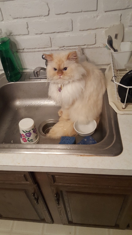 wonderfulworldofkyoandbakura:Playing with the dripping faucet is all fun and games till Bakura reali