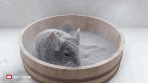aviculor: rainesage:  gifsboom:  Chinchilla Dust Bath. [video] [ChinTubeHD]   why did it dissappear im concerened  lost in the dost 