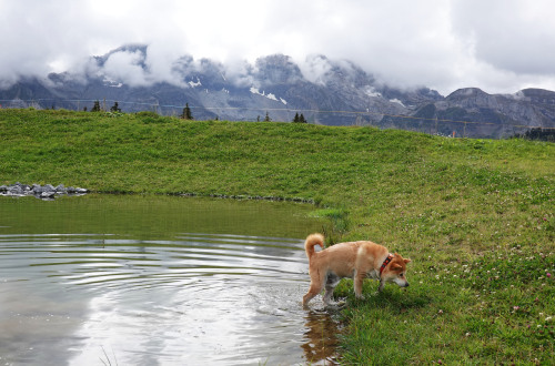 swimming in a little lake