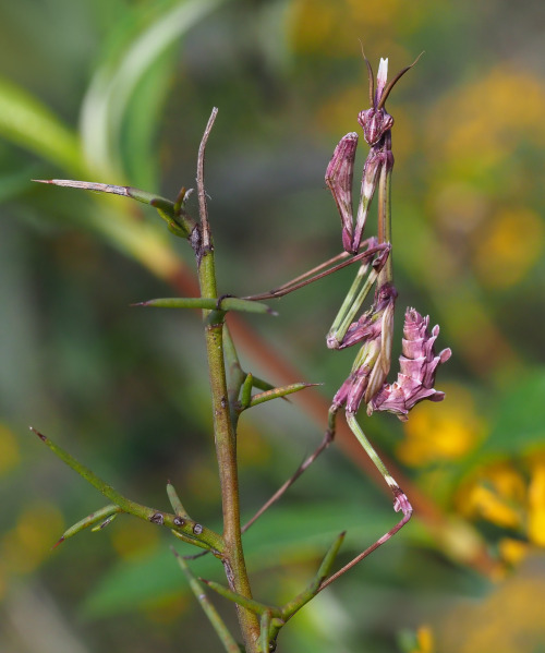 talonabraxas: Conehead Mantis (Empusa pennata) Frank Vassen 