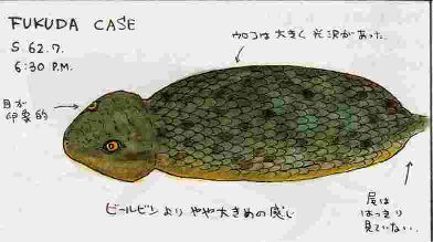 cryptid-wendigo: Some legends go that the Tsuchinoko of Japan has the ability to speak so humans can