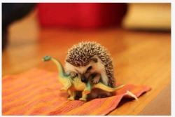 nintend-hoe:   Reenactment of how the dinosaurs became extinct.  Wow I love the science side of tumblr 