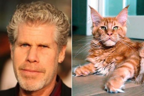 savagebooby:banxx:huffingtonpost:Clearly this is the best Ron Perlman doppelgänger. It’s Ron…Purrman