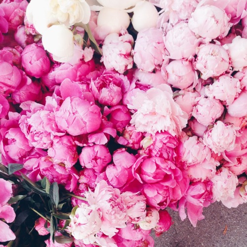 Pink Flower Aesthetic