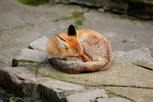 redpyrofox:Request for more sleeping foxes!