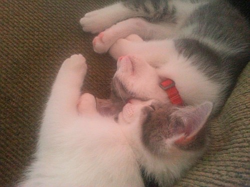 cute-baby-animals:  Brothers ♡