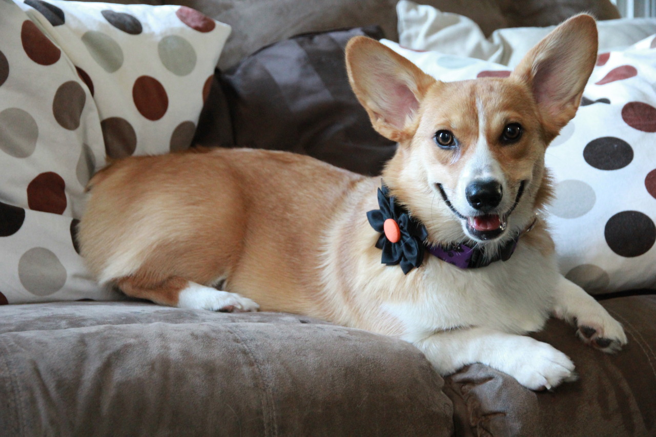 Literary Corgis