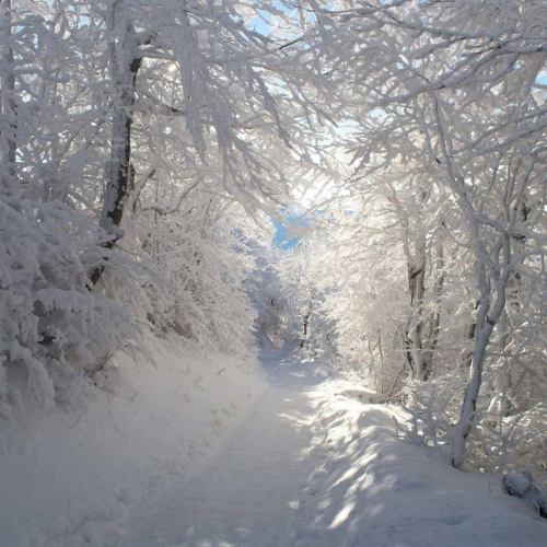 lamus-dworski:Winter in Bieszczady Mountains, Poland.Photography by Marta Sotnik, via Bieszczady.pl