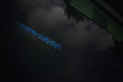 Flotilla of 1,000 Bioluminescent LeavesMiya Ando