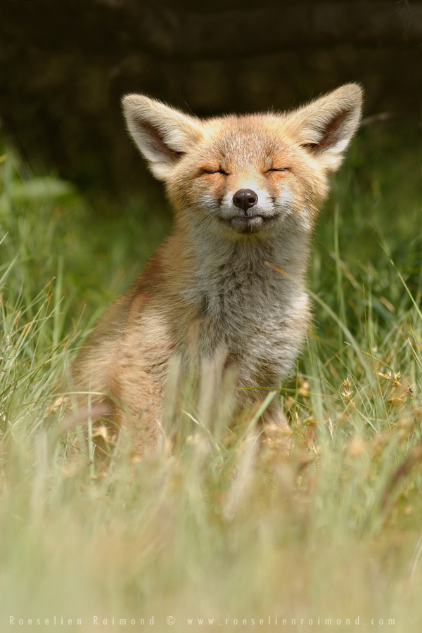thelittleredfox:Happy foxes request.&lt;3