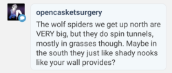 @opencasketsurgery Ah, well, I wouldn&rsquo;t really know &lsquo;cause this is the first time I&rsquo;ve ever encountered them myself! All the web are on walls, probably because there&rsquo;s no grass here (it&rsquo;s a dry, dry desert).  This fellow