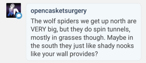 @opencasketsurgery Ah, well, I wouldn’t really know ‘cause this is the first time I’ve ever encountered them myself! All the web are on walls, probably because there’s no grass here (it’s a dry, dry desert).  This fellow