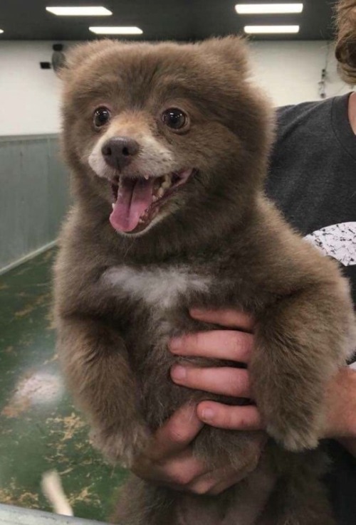 somecutething:Weird Animal Stories #1 - BounceThis dog was brought into a doggy day care, and one of