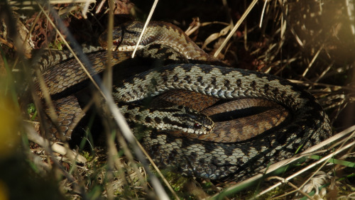 The adder mating season kicked off yesterday ^_^