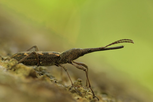 onenicebugperday: New Zealand giraffe weevil, Lasiorhynchus barbicornis, BrentidaeThe New Zealand gi