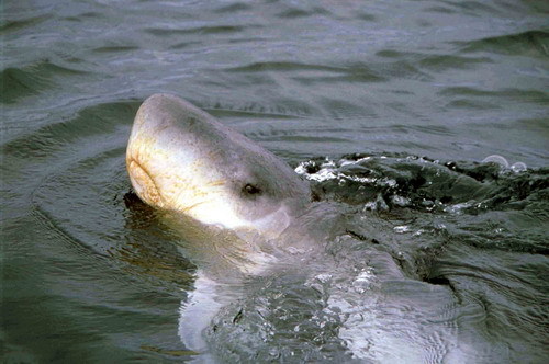 powerbottomlup: porpoise-princess:  worldofwhales:  This is a dwarf sperm whale (Kogia sima). Kind of looks like a tiny harmless shark!  False and pygmy sperm whales actually have “false gills” behind their eyes, which, combined with their underslung