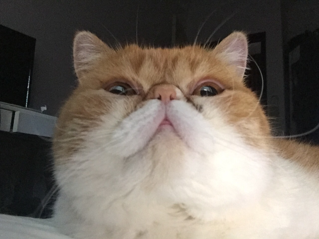 squish that cat vet
