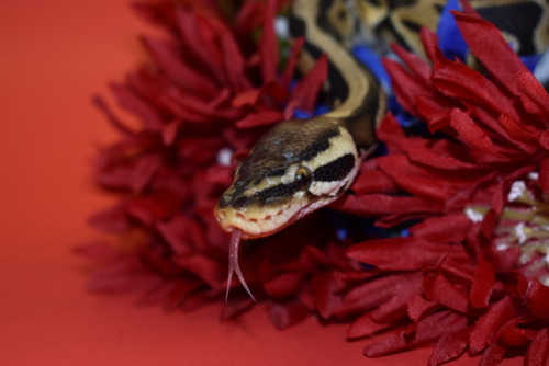 sn00ters: Happy Memorial Day, from Harper!