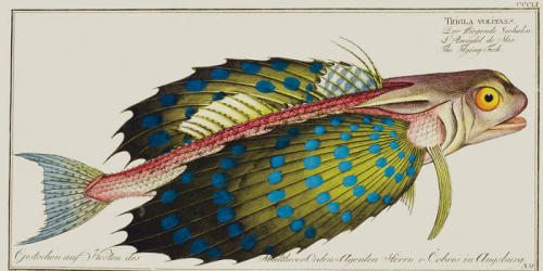 bookpatrol:Last holiday season the American Museum of Natural History published Natur