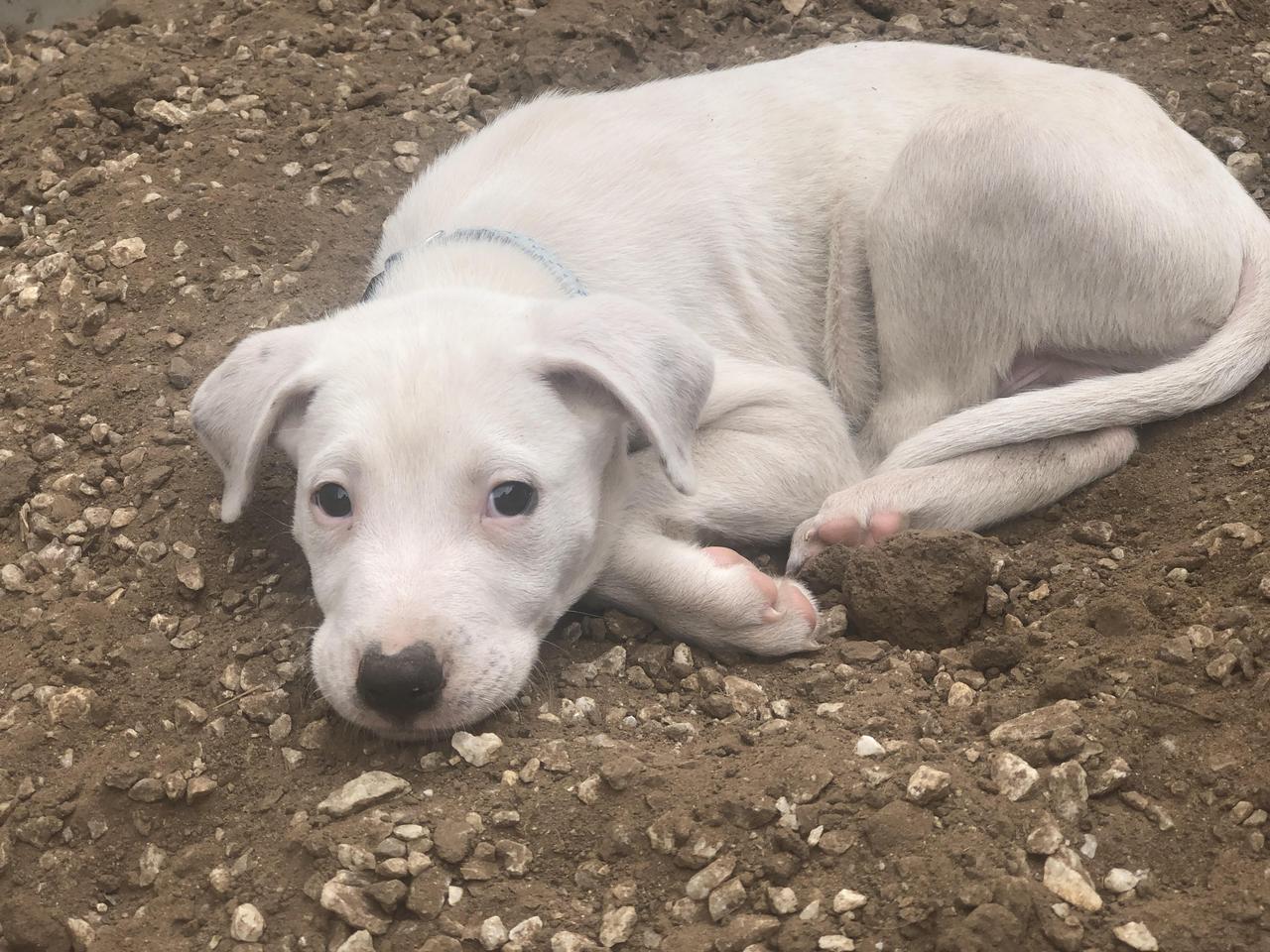 Puppies to the Rescue!