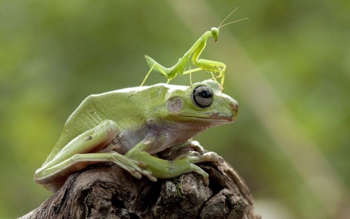 too-cool-for-facebook:  johncoveredinjam:  allcreatures:    According to the photographer, the pond crossing took 10 minutes, with the frog depositing the mantis safely on the other side.  Picture: Nordin Seruvan-SOLENT NEWS (via Pictures of the day: