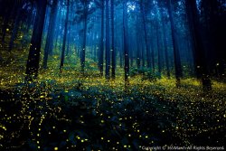 Landscape-Photo-Graphy:  Gold Fireflies Dance Through Japanese Enchanted Forest In