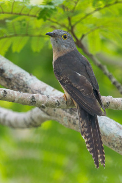 creatures-alive:  Rusty-breasted Cuckoo by