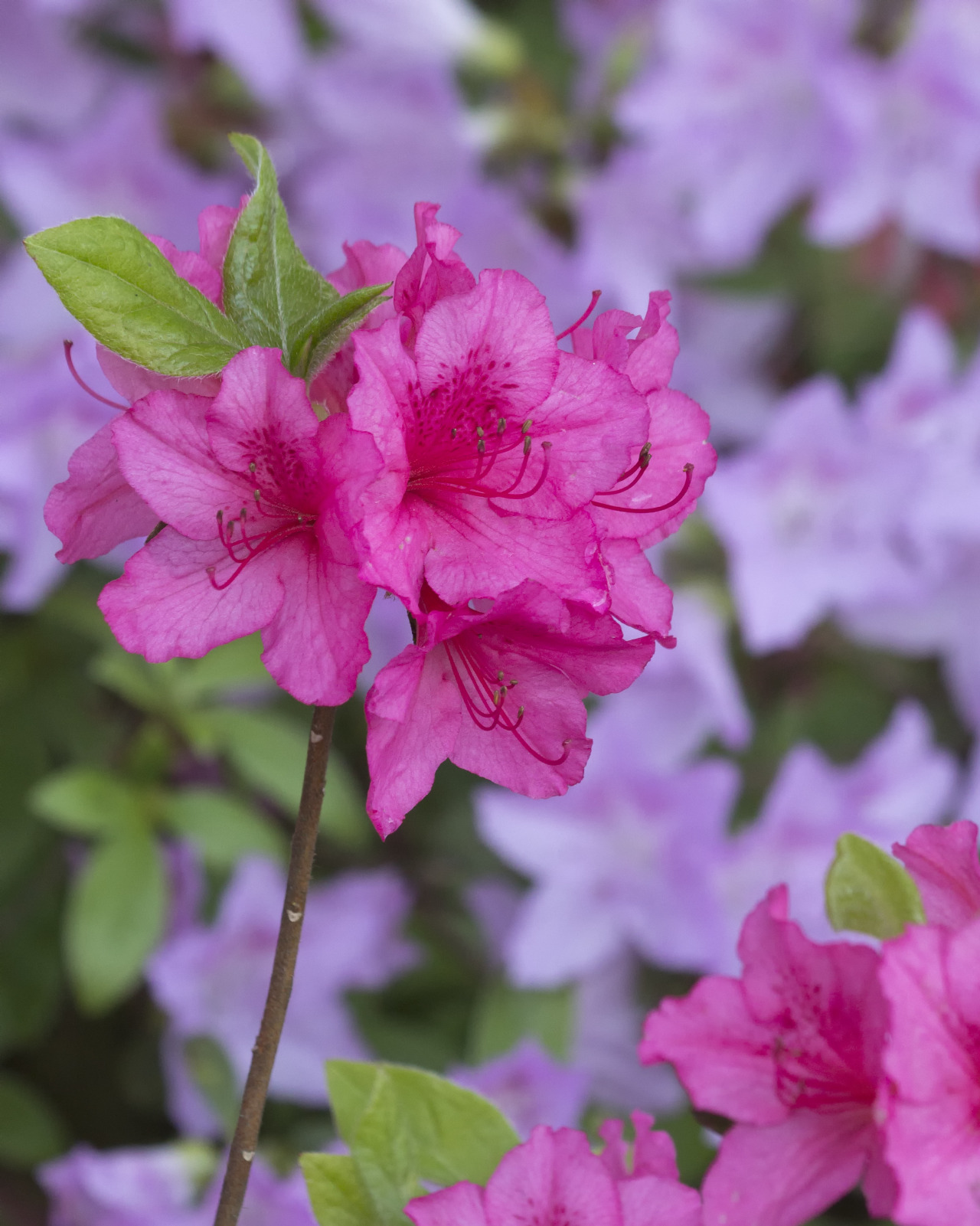 textless:  Crystal Springs Rhododendron Garden, Portland OR. 