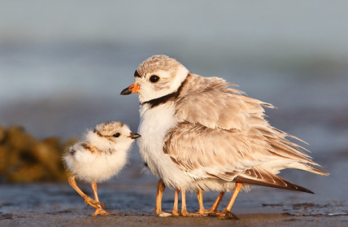 nubbsgalore - a mother piping plover on massachusetts’s plum...