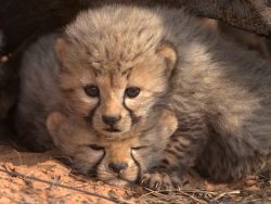 magicalnaturetour:  Sibling Squash Photograph by Gus Mills (via Pictures: Cheetahs of the Kalahari — National Geographic) 