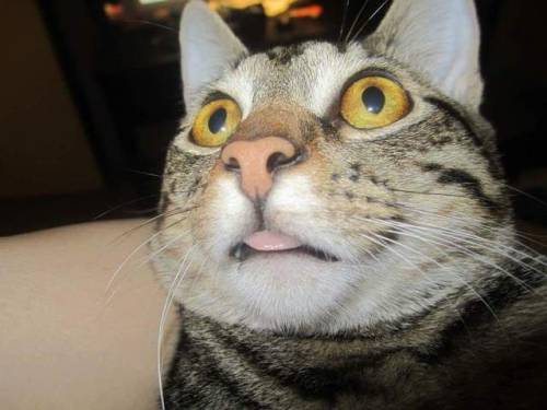unflatteringcatselfies:  This is Tinks. She’s special sometimes.
