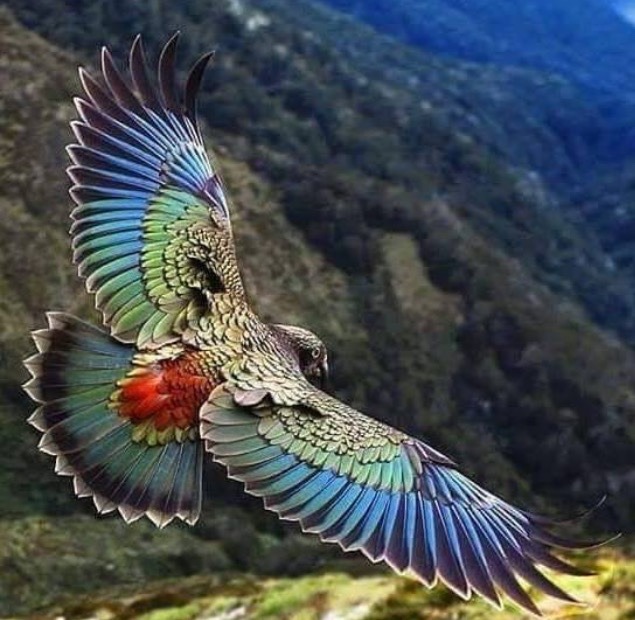 kryptonite-encounters:  Kea.  Parrot found only in the South Island of New Zealand