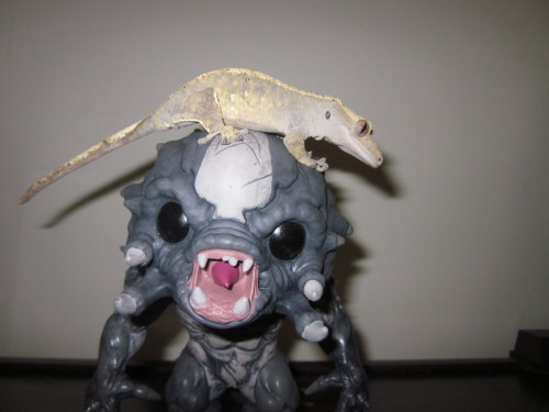 new gecks intended girlfriend Galiano