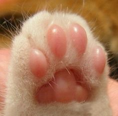 toe beans