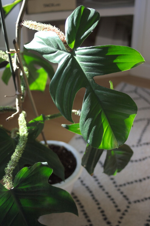 It’s a close call, but I think my Philodendron squamiferum might be my favorite houseplant. It