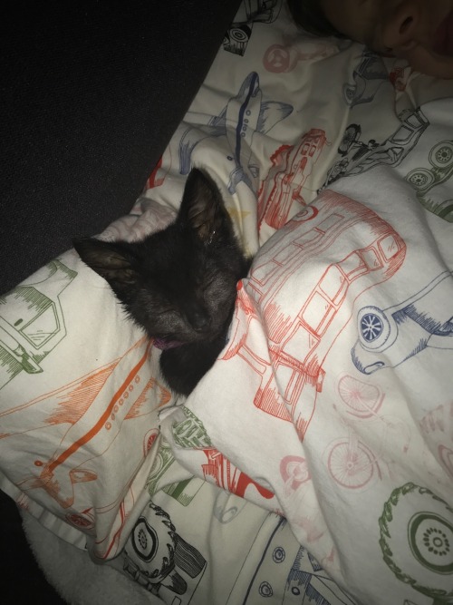 petiotte:  If you see this  You were visited by the magic kitten of rest. Reblog to have a good night’s sleep.  