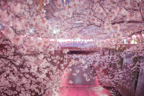 izunauchiha:06/04/2015_day 350 : pink river in Ohashi, Chicaco11