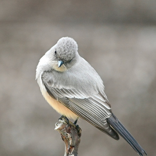 Say's Phoebe