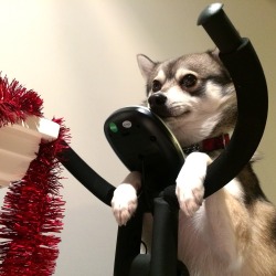 loves4free:kobikleekai:Dogs have to exercise tooworking hard