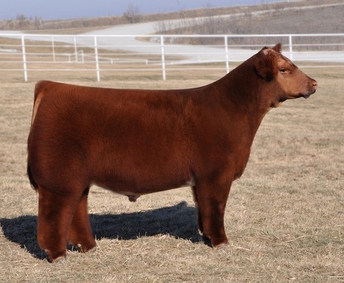 tastefullyoffensive:  8 Fluffy Cows  awww adult photos