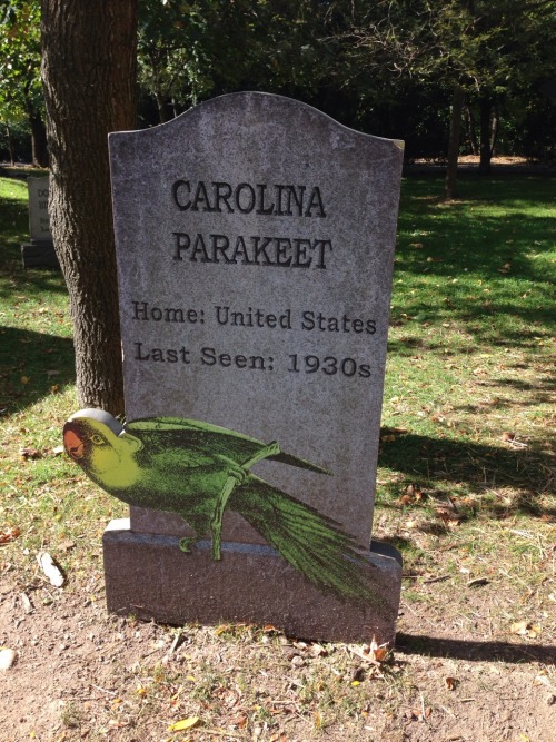 sixth-extinction:This is the Extinct Species Graveyard at the Bronx Zoo in New York. The only “gravestone” not included in this post is that of the Labrador Duck.I was very pleased to find this little display at the zoo even though some of the dates