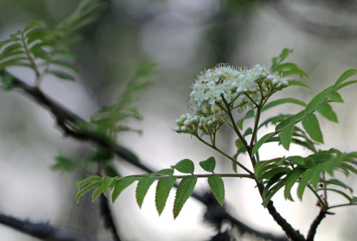 Rowan/rönn (Sorbus aucuparia).