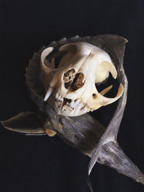 Porn roadkillandcrows:Cat skull and preserved photos