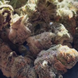 og-bongloaded:  #SunsetSherbertCookies  #Cookies