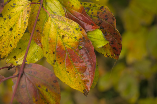 Autumn in bourgoyen nature reserve, Ghent, Belgium