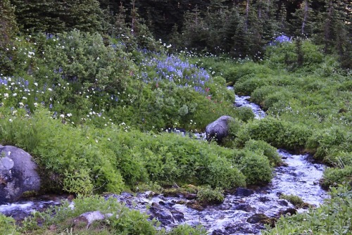 burningmine: Berkeley Park, Mount Rainier National Park 2017