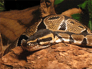 pythox:  Yawning snakes. It’s like they’re trying so hard to look scary/badass and yet i can’t help but finding them just super-adorable. 
