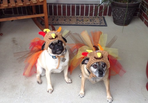 Porn photo the-pugs-of-halloween:  jenihartford:  Turkey