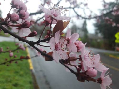 On a surprise morning walk #keepbloominbaby #flowers #plants #oregon