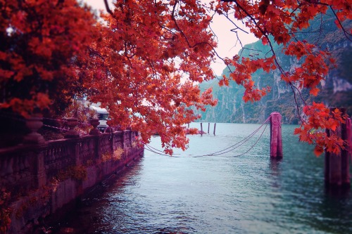 atraversso:  Awesome Autumn  by Luiza Lazar 